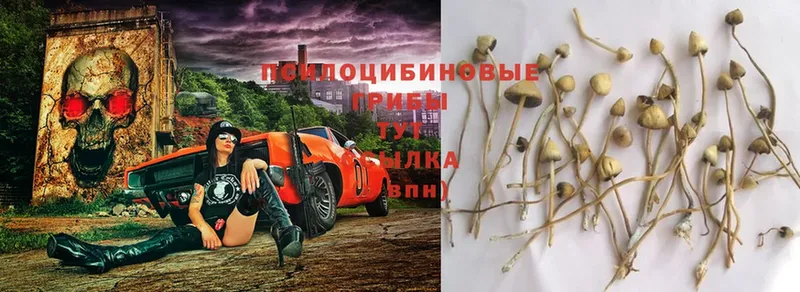 Псилоцибиновые грибы Psilocybe  Махачкала 